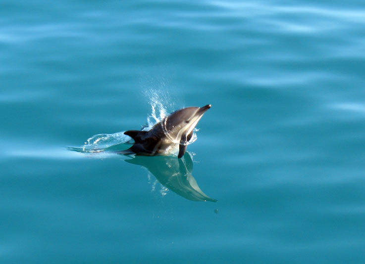 дельфинов вроде и дофига, а хрен нормально сфотографируешь :( ...